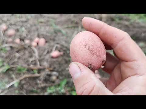 Видео: Сарпо Мира, как вырастить семенные клубни на продажу!