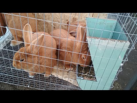 Видео: Бункерная кормушка для кроликов