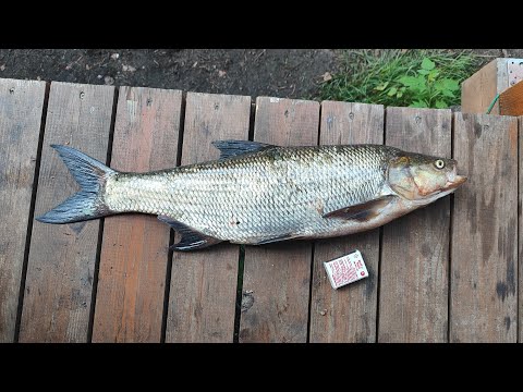 Видео: Вуокса, очередной трофей.