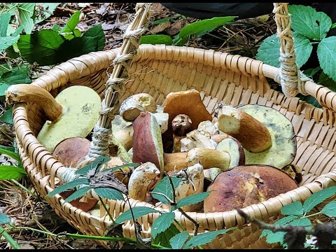 Видео: 🍄🍂🍁🐿🦔Наконец я нашла его! За грибами в Германии. Влог. Октябрь 2025