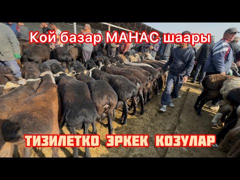 Видео: Бүгүнкү Кой баалары, базар суюлуптур #чабан #койбазар#манасбазары