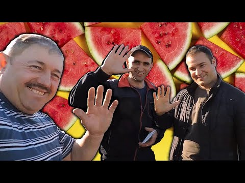 Видео: Новый Гибрид Эпика - F1 от Clause. Где мы берем Семена? - Отвечаем