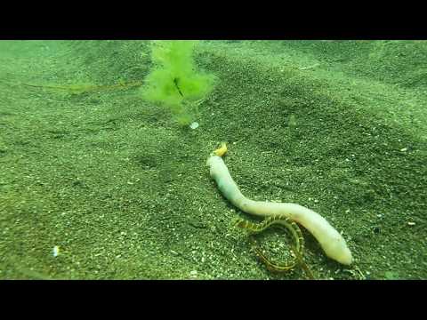 Видео: о. Сахалин. Подводная съёмка.