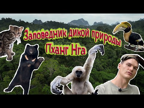 Видео: 4K: Природный заповедник на юге Таиланда (Phang Nga Wildlife Nursery Station).