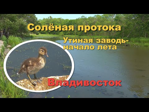 Видео: УТЯТА мандаринки - СОЛЁНАЯ ПРОТОКА-начало лета-Владивосток