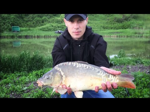 Видео: Наловили карпа.Привольное 1-й пруд  17 мая 2022г