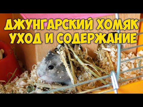 Видео: Джунгарский хомяк - уход и содержание | ПОДРОБНАЯ ИНСТРУКЦИЯ