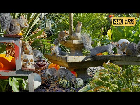Видео: Кино Для кошек и собак 🎃💀 Хэллоуинский праздник белок из черепов 🕊️🐿️ птички для кошек