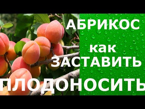 Видео: Как заставить абрикос давать урожай // How to make an apricot to harvest