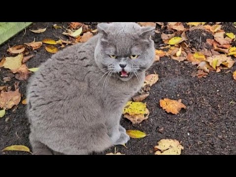 Видео: НА ПРОГУЛКЕ БЕЗ НАСТРОЕНИЯ 😁🐺