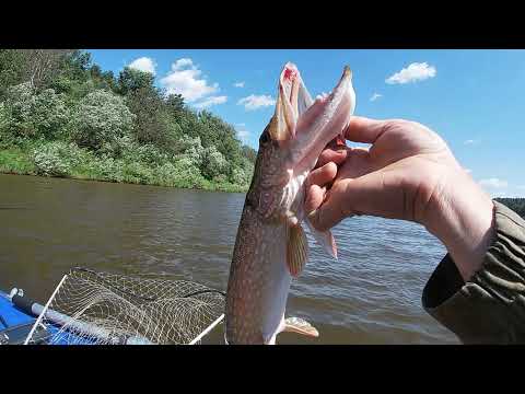 Видео: Рыбалка на Вятке, под Советском.
