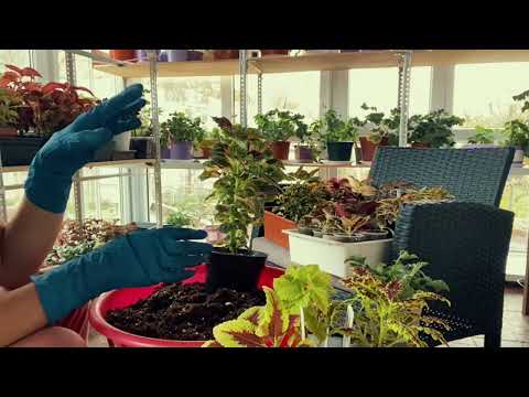 Видео: Колеусы, пересадка и уход🌺🌺🌺