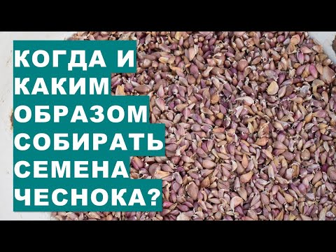 Видео: Когда и каким образом собирать семена чеснока?