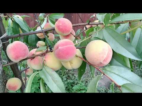Видео: персик Хасанский (клон Железова)