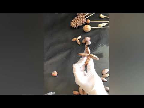 Видео: Как крепить орехи. Мастеркласс.