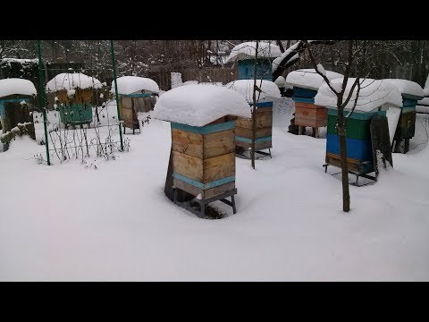 Видео: Почему я прикрываю летки на зиму.