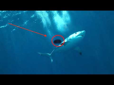 Видео: Учёные Обнаружили Нового морского МОНСТРА пожирающего ГИГАНТСКИХ белых акул