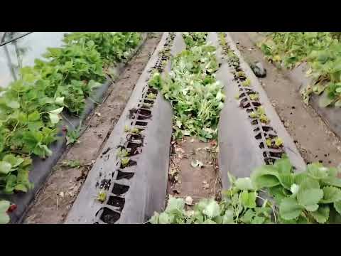 Видео: Починаю зрізку полуниці.