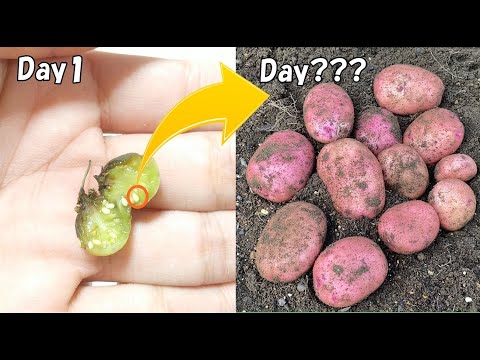 Видео: Сколько лет нужно картофелю, чтобы вырасти из семян?