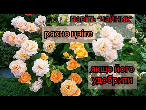 Видео: Пишне цвітіння троянд-це просто. Як "спровокувати" троянди на рясне цвітіння 😉🌹Підживлення троянд