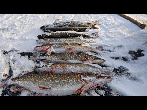 Видео: ПРОДОЛЖАЕМ ПОКОРЯТЬ ПЕРВЫЙ ЛЁД , ЩУКА НА ЖЕРЛИЦЫ , ОКУНЬ НА МОРМЫШКУ. день второй