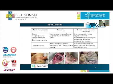 Видео: Потехин А.В. Лабораторная диагностика и контроль кишечных болезней свиней.