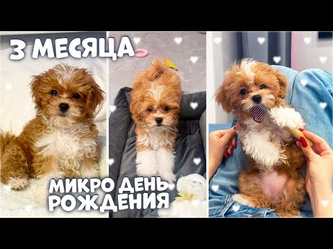 Видео: Моему Щенку 3 МЕСЯЦА 🥳 Учим КОМАНДЫ ✅ ФУ / СИДЕТЬ / ЛЕЖАТЬ