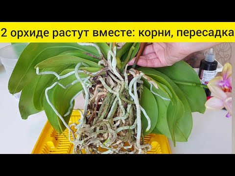 Видео: Две орхидеи в одном горшке | Обработка и пересадка орхидей | Как вместить корни орхидеи в горшок