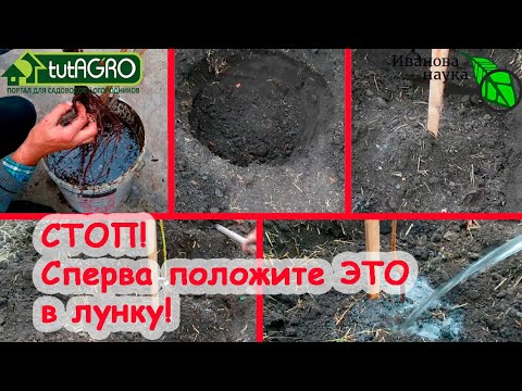 Видео: СЕКРЕТ ПОСАДКИ МАЛИНЫ, ГОЛУБИКИ, ЗЕМЛЯНИКИ, РОЗ и всех саженцев! Все растения дадут большой урожай!