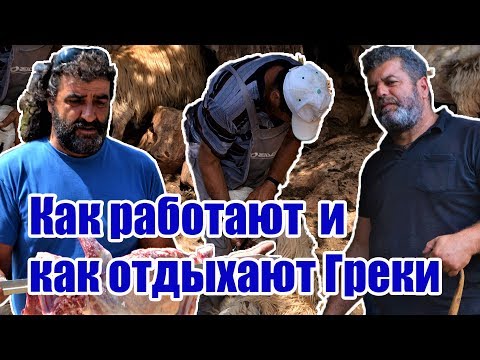 Видео: Крит Стрижка овец Как работу превратить в праздник / Κουρεσ στη Κρητη