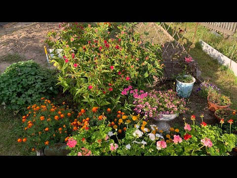 Видео: Мирабилис от посадки до цветения. 🌿🌸🌿🌺🌿🌸