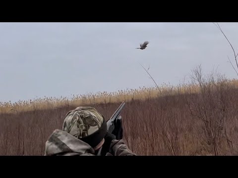 Видео: Жалағаш ауданына қонақ болып, Ғабит ағаммен бірге қырғауыл аттық @azamatgs