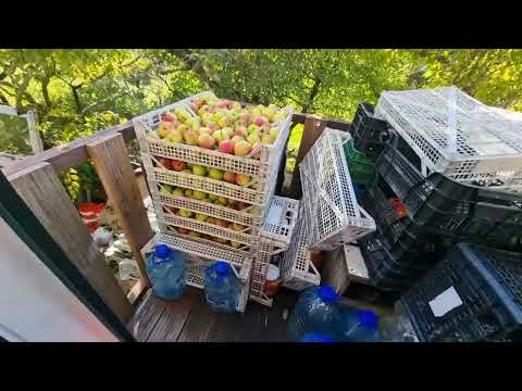 Видео: 4398 Ботва для червей, яблоки на хранение. Worm tops, apples for storage.
