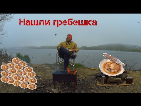 Видео: Морской гребешок. Как же его ловить? Как чистить гребешка? Как приготовить гребешка на костре?