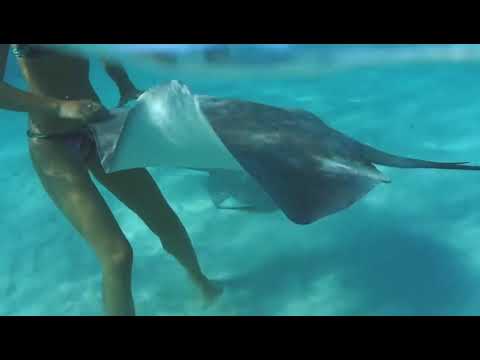 Видео: Tara202-Кавабанга