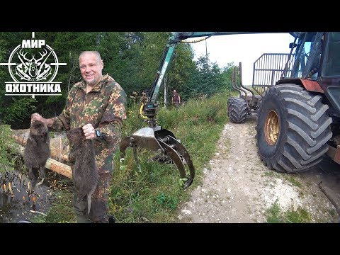 Видео: Охота #197 на бобров с пистолетами, трактором, собаками