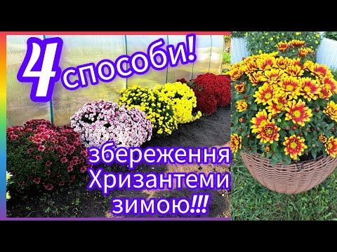 Видео: Чтобы не 🌺ИЗМЕРЗЛА🌿, укрытие, выкапывание, черенка⁉️Хризантема - мой опыт хранения! #хризантема