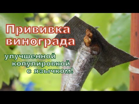 Видео: Прививка винограда методом улучшенной копулировки! New super magic grafting of grapes with tongue