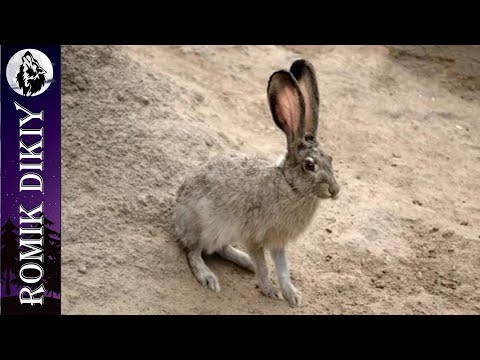 Видео: ОХОТА на зайца. Закрытие сезона. Разведка новых мест.