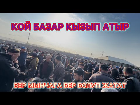 Видео: МАНАС ШААРЫ✅ КОЙ БАЗАР#койбаалара#базар#манас#жалалабадмабазар#чабан#бүгүнкүкойбалары