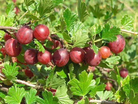 Видео: КОРОЛЕВСКОЕ варенье из КРЫЖОВНИКА с апельсинами и лимонами  Очень вкусное, ароматное и полезное!