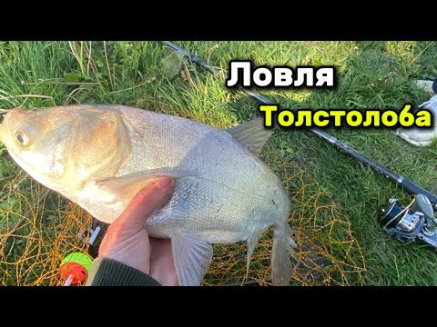 Видео: ЛОБАТЫЙ ТОПИТ ПОПЛАВКИ!!!! Ловля толстолоба. Первая рыбалка на толстолоба 2025