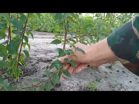 Видео: Обзор семенных подвоев черешни, антипки, вишни, дикой алычи и груши на 2024г