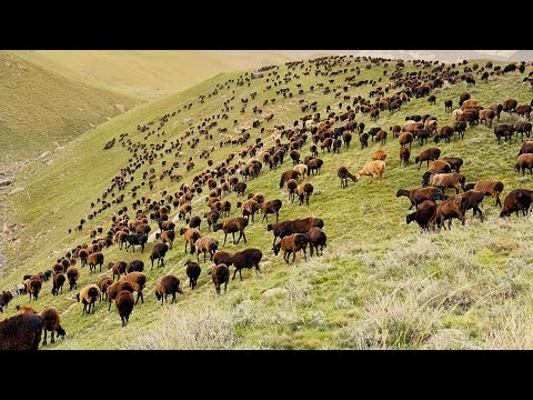 Видео: Як рузи дахмарда дар айлоки жиргатол коро шоро 2024 г.