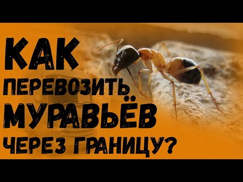 Видео: КАК Я ПЕРЕВОЗИЛ МУРАВЬЕВ....