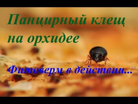 Видео: Вредитель на орхидеях:панцирный клещ под микроскопом. Смотрим вместе
