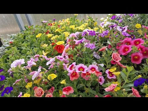 Видео: Обзор теплицы 11.04. Что уже цветет