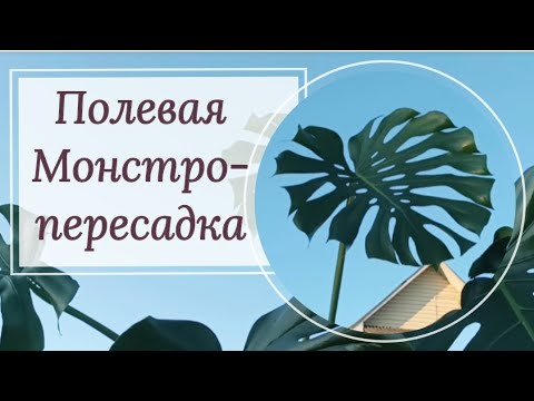 Видео: Пересадка огромной монстеры.