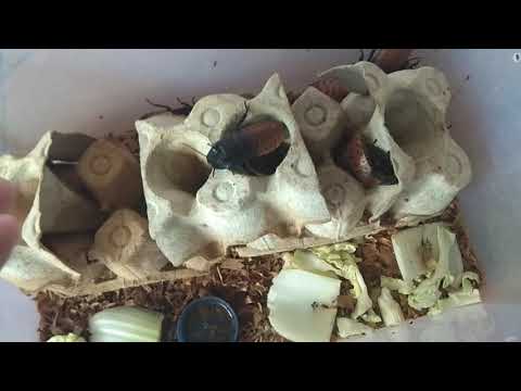 Видео: Мои тараканы + важная инфа в начале