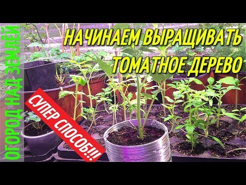 Видео: НАЧИНАЕМ ВЫРАЩИВАТЬ ТОМАТНОЕ ДЕРЕВО-2018/НОВЫЙ СУПЕР СПОСОБ!